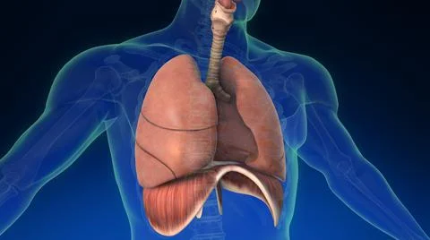 Lung inside human body with its parts visible. Medically accurate human lungs. Ilustración de archivo