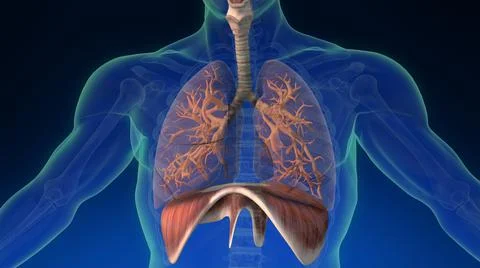 Lung inside human body with its parts visible. Medically accurate human lungs. Ilustración de archivo
