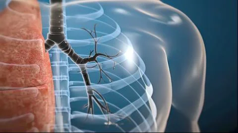 Lung organs located in the thoracic cavity of the thorax Stock-Illustration