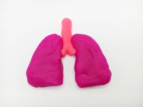 Lung Stock Photos