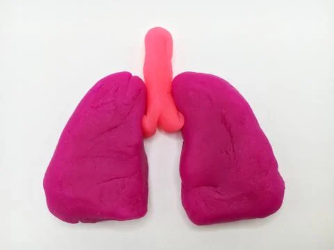 Lung Stock Photos