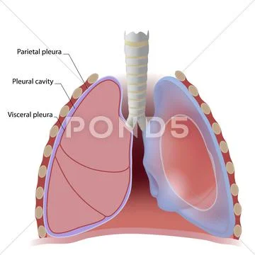 Lung pleura Stock Illustration