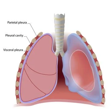 Lung pleura Stock Illustration