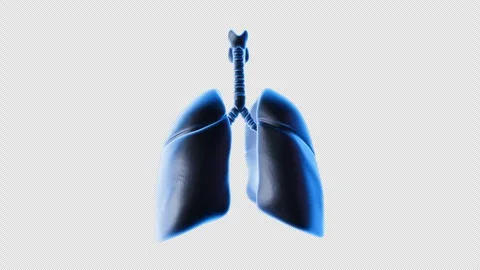 Lung Structure Display Stock Footage 307013731