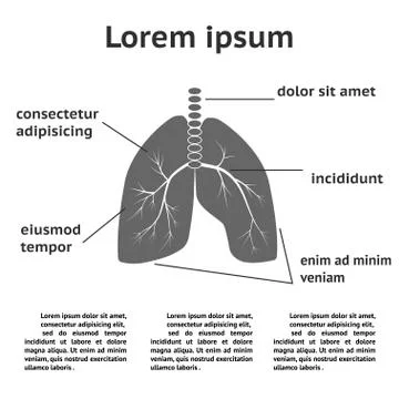 Lung structure infographic Stock Illustration