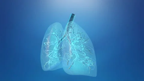 Lung with trachea medical background Stock Footage 171781024