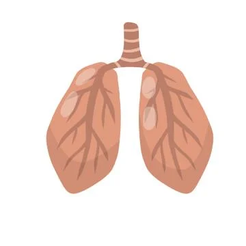 Lung x-ray. Problem with breathing. Medical care. Internal human organ Stock Illustration