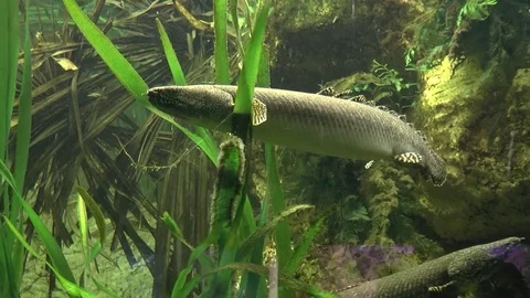 Lungfish or Lobe Finned Fish 動画素材 77176624