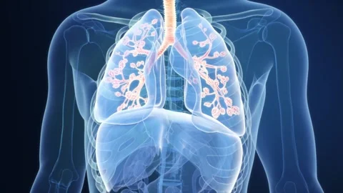 Lungs, alveolar respiration, circulation, chest anatomy fluoroscopy Stockbeeldmateriaal 345199161