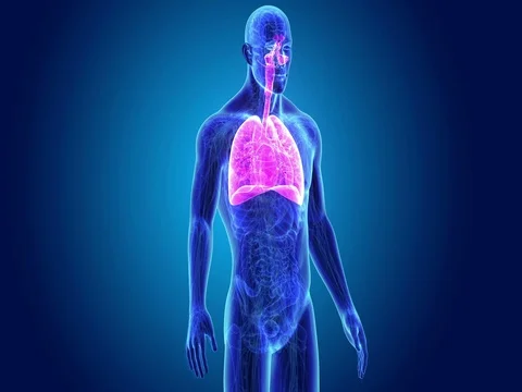 Lungs with anatomy Stock Footage
