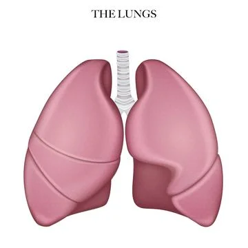 Lungs anatomy Stock Illustration