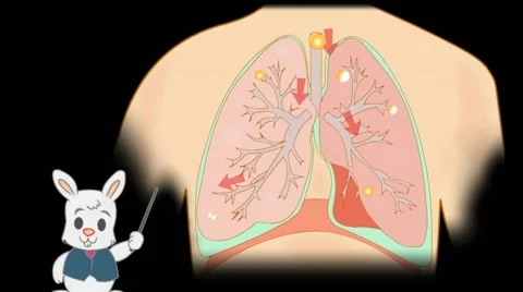 Lungs Anatomy  - Vector Cartoon - Black Background - rabbit Stock Footage 60252479