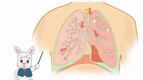 Lungs Anatomy  - Vector Cartoon - White Background - rabbit Stock Footage 60248526