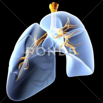 Lungs and bronchial tree, artwork Stock Illustration