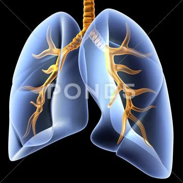 Lungs and bronchial tree, artwork Stock Illustration