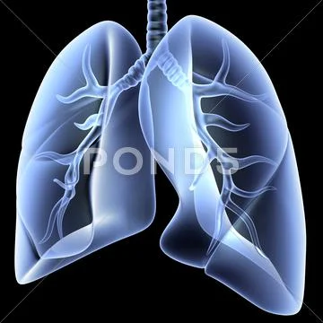 Lungs and bronchial tree, artwork Stock Illustration