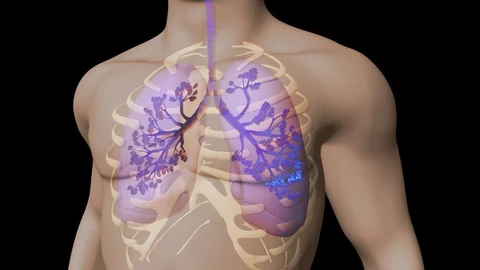 Lungs And Bronchial Tree Video stock 122200773