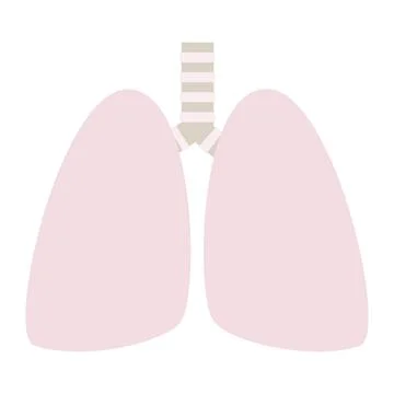 The lungs and trachea of a healthy person. Human vector organ Stock Illustration