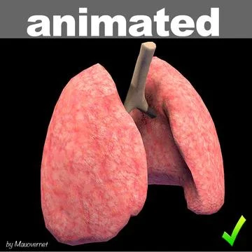 Lungs Animated ~ 3D Model ~ Download #91532558 | Pond5