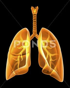 Lungs, artwork Stock Illustration