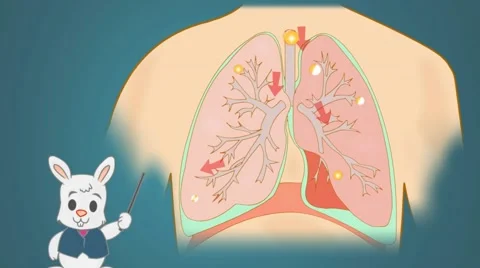lungs - Blue Background - rabbit | Stock Video | Pond5