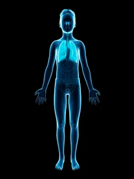 Lungs of a boy, illustration Stock Illustration
