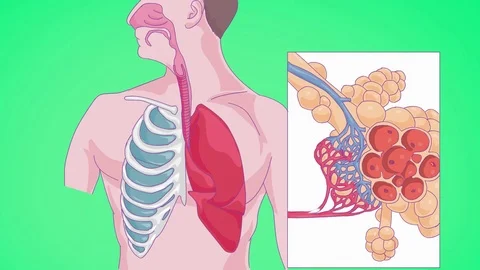 Lungs   breath   Vector Animation   green Stock Footage 73227647