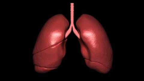 Lungs Breathing Stock Footage 121253700