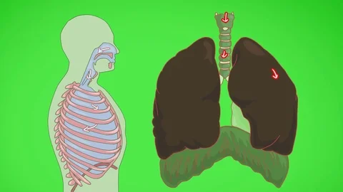 Lungs breathing Vector Animation green Stock Footage