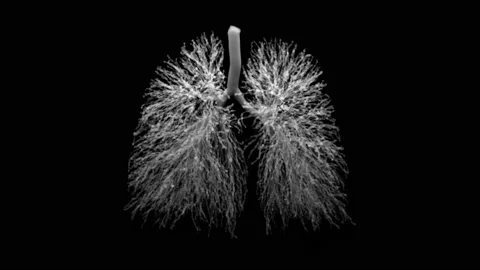 Lungs, bronchi, trachea and alveoli inhaling and exhaling air or smoke, 4K loop Stock Footage 147160173