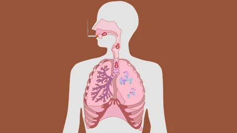 Lungs   Cigarette   Vector Animation   Brown Stock Footage 73253221