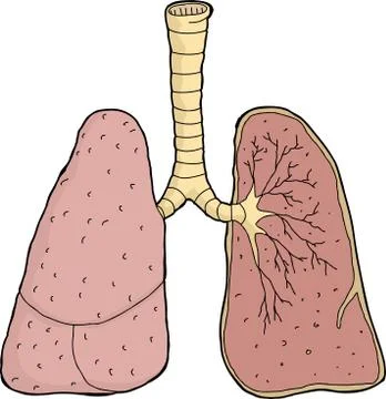 Lungs cross section Stock Illustration