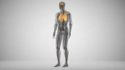 Lungs Damaged by Tuberculosis Video stock 101884000