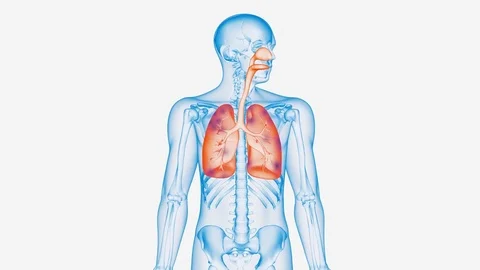 Lungs damaging Stock Footage 79859988