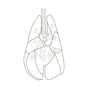 Lungs of the dog vector illustration Stock Illustration