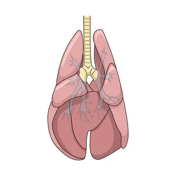 Lungs of the dog vector illustration Stock Illustration