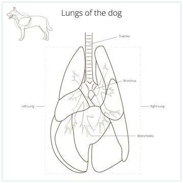 Lungs of the dog vector illustration Stock Illustration