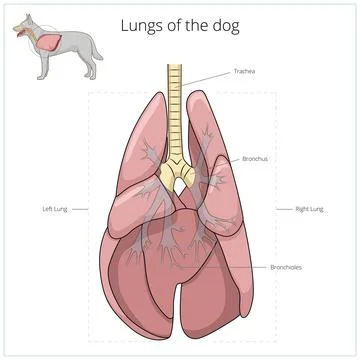 Lungs of the dog vector illustration Stock Illustration