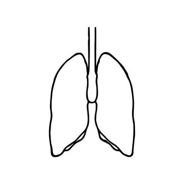 Lungs doodle vector illustration. Human internal organ line icon isolated on  Stock Illustration