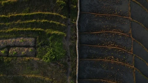 Lungs of the Earth Stock Footage 119860785