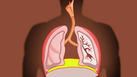 Lungs Flashes Vector Animation brown Stock Footage