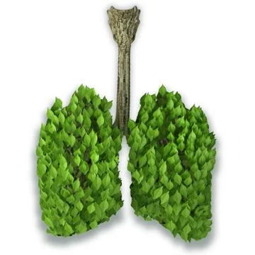 Lungs full of oxigen Stock Illustration