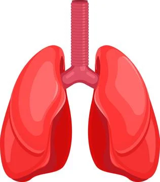 Lungs, Human organ Stock Illustration