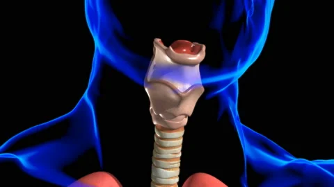 Lungs Human Respiratory System Anatomy For Medical Concept 3D Stock Footage 154207989