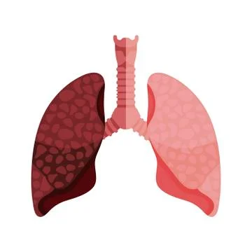 Lungs icon, flat style. Internal organs of the human design element, logo. An Stock Illustration