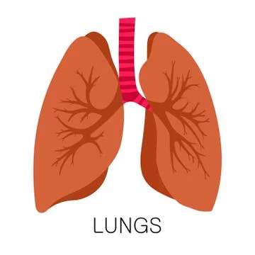 Lungs icon in flat style isolated on white background. Human anatomy medical Stock Illustration