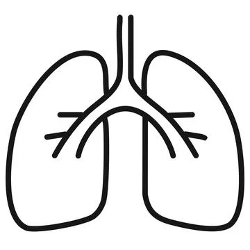 Lungs icon. Outline bronchitis vector symbol for web design isolated on whi.. Illustrazione stock