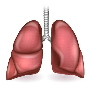 Lungs Stock Illustration