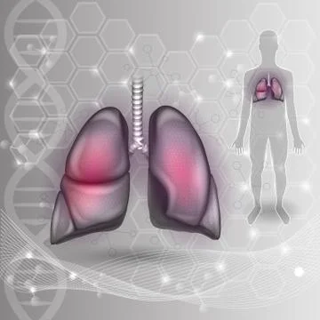 Lungs Stock Illustration