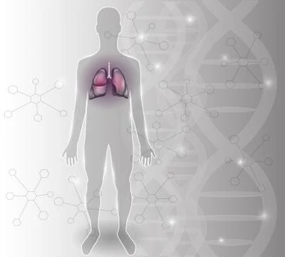 Lungs Stock Illustration
